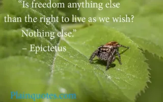 is freedom anything else