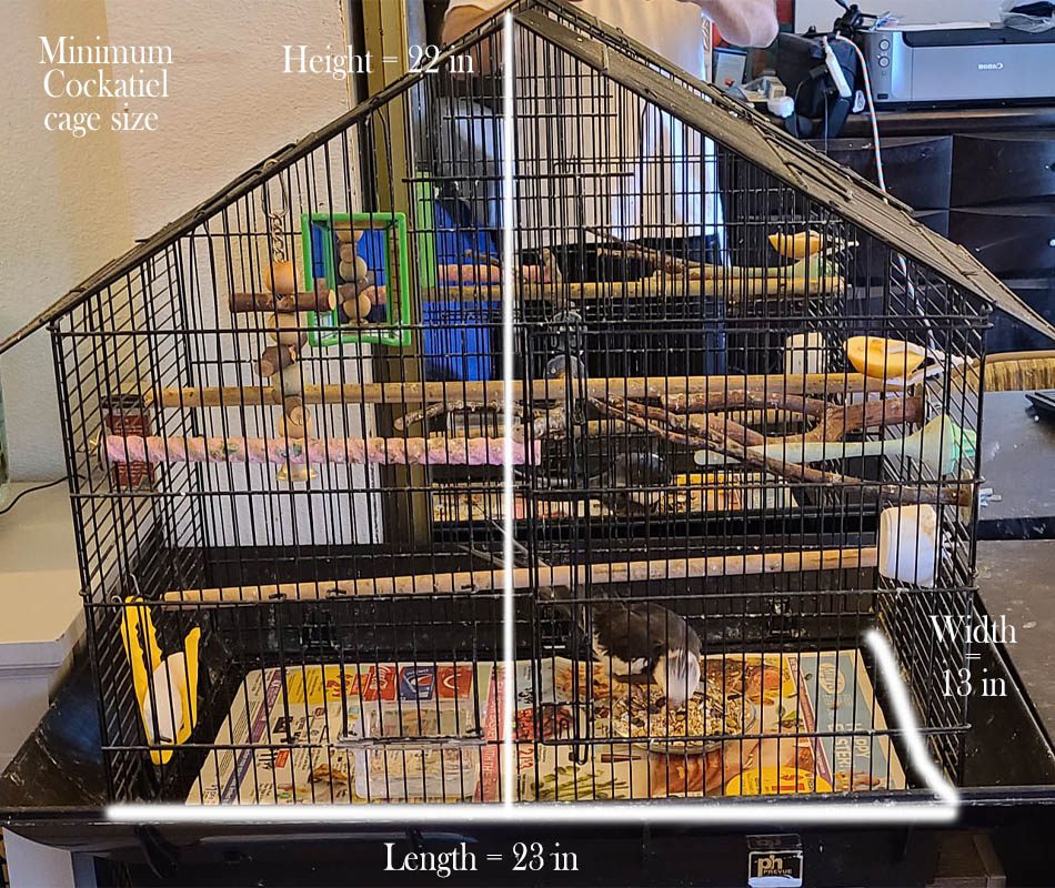 Minimum Cockatiel CAGE Size