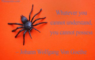 whatever You Cannot Understand