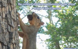 The Creation Of A Thousand Forests