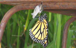 The most effective image