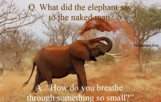 what did the elephant say