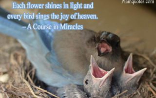 Each Flower Shines in Light