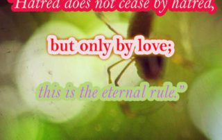 hatred does not cease by hatred