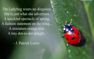 The Ladybug wears image