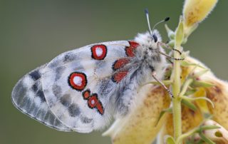 precomposing in after effects