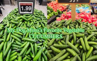 Giving Cucumber to my dog Mimi