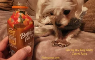 giving my dog carrot juice