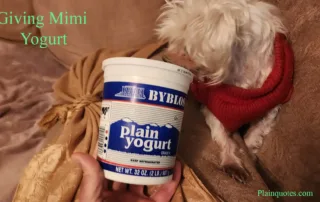 giving my dog yogurt