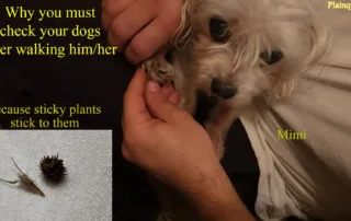 sticky plants sticking to dogs paws